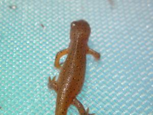 <img300*0:stuff/z/183174/Little%2520Red%2520Lizard/P5200158.JPG>