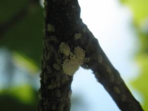 <img300*0:stuff/z/183174/Mealybugs%2520and%2520Eggs/P4080019.JPG>