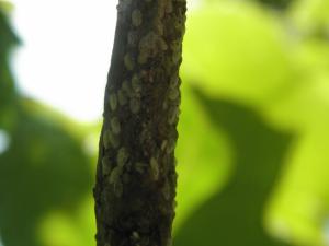 <img300*0:stuff/z/183174/Mealybugs%2520and%2520Eggs/P4080020.JPG>