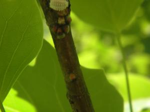 <img300*0:stuff/z/183174/Mealybugs%2520and%2520Eggs/P4080021.JPG>