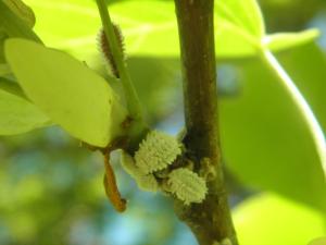 <img300*0:stuff/z/183174/Mealybugs%2520and%2520Eggs/P4080022.JPG>