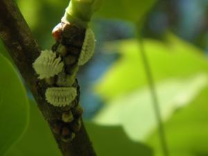 <img300*0:stuff/z/183174/Mealybugs%2520and%2520Eggs/P4080023.JPG>