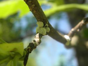<img300*0:stuff/z/183174/Mealybugs%2520and%2520Eggs/P4080024.JPG>
