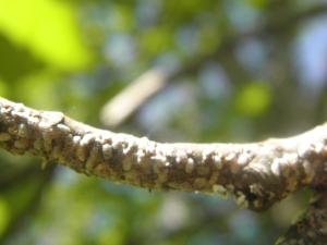<img300*0:stuff/z/183174/Mealybugs%2520and%2520Eggs/P4080025.JPG>