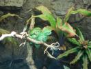 <img0*100:stuff/z/183227/dezzy%2527s%2520reference%2520pictures/DSCN0203.JPG>