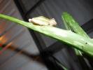 <img0*100:stuff/z/183227/dezzy%2527s%2520reference%2520pictures/DSCN0770.JPG>