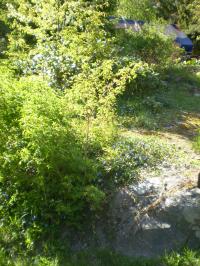 <img200*0:stuff/z/183289/BeautifulNature/i1181377342_1.jpg>