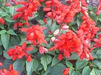 <img200*0:stuff/z/183738/Ellens%2520Photography/i1187560054_16.jpg>