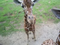 <img200*0:stuff/z/183738/Ellens%2520Photography/i1187560054_17.jpg>