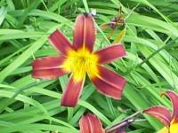 <img200*0:stuff/z/183738/Ellens%2520Photography/i1187560054_20.jpg>