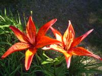 <img200*0:stuff/z/183738/Ellens%2520Photography/i1187560054_25.jpg>