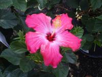 <img200*0:stuff/z/183738/Ellens%2520Photography/i1187560054_4.jpg>