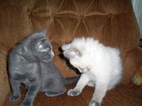 <img200*0:stuff/z/183738/Ellens%2520Photography/i1187560054_8.jpg>