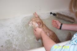 <img250*0:stuff/z/184443/M6%253a34%2520Buttercup/i1243948221_1.jpg>