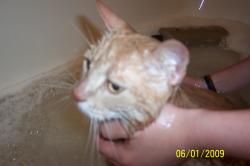 <img250*0:stuff/z/184443/M6%253a34%2520Buttercup/i1243948221_2.jpg>
