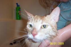 <img250*0:stuff/z/184443/M6%253a34%2520Buttercup/i1243948221_3.jpg>