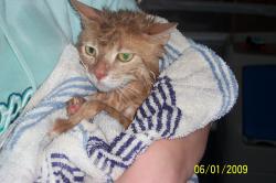<img250*0:stuff/z/184443/M6%253a34%2520Buttercup/i1243948221_7.jpg>