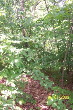<img250*0:stuff/z/184443/M6%253a34%2520Hawn%2527s%2520Lookout/i1244466321_7.jpg>