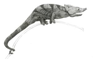 <img300*0:stuff/z/184808/Valenque/kamekamekameleon.jpg>