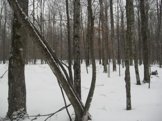 <img0*250:stuff/z/184856/Michigan%2520photography/i1200179566_4.jpg>