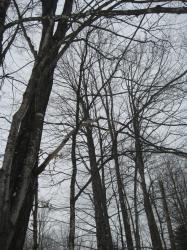 <img0*250:stuff/z/184856/Michigan%2520photography/i1200179566_6.jpg>