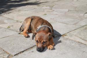 <img300*0:stuff/z/184889/AL-%2520Dogs/IMG_1665.JPG>
