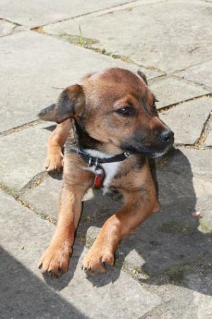 <img300*0:stuff/z/184889/AL-%2520Dogs/IMG_1667.JPG>