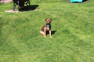 <img300*0:stuff/z/184889/AL-%2520Dogs/IMG_1674.JPG>
