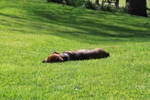 <img300*0:stuff/z/184889/AL-%2520Dogs/IMG_1684.JPG>