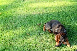 <img300*0:stuff/z/184889/AL-%2520Dogs/IMG_2820.JPG>