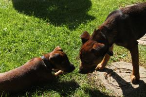 <img300*0:stuff/z/184889/AL-%2520Dogs/IMG_2975.JPG>