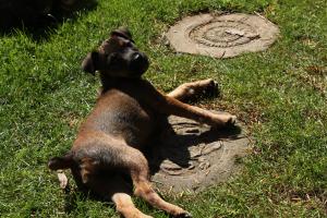 <img300*0:stuff/z/184889/AL-%2520Dogs/IMG_2978.JPG>
