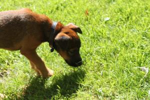 <img300*0:stuff/z/184889/AL-%2520Dogs/IMG_2982.JPG>