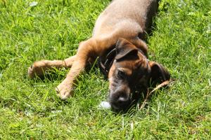 <img300*0:stuff/z/184889/AL-%2520Dogs/IMG_2983.JPG>