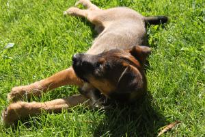 <img300*0:stuff/z/184889/AL-%2520Dogs/IMG_2984.JPG>