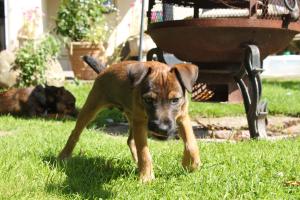<img300*0:stuff/z/184889/AL-%2520Dogs/IMG_2985.JPG>