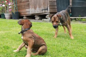 <img300*0:stuff/z/184889/AL-%2520Dogs/IMG_3170.JPG>