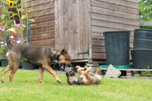 <img300*0:stuff/z/184889/AL-%2520Dogs/IMG_3171.JPG>