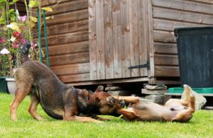 <img300*0:stuff/z/184889/AL-%2520Dogs/IMG_3172.JPG>