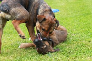 <img300*0:stuff/z/184889/AL-%2520Dogs/IMG_3173.JPG>
