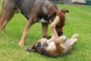 <img300*0:stuff/z/184889/AL-%2520Dogs/IMG_3174.JPG>