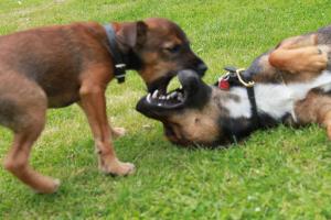 <img300*0:stuff/z/184889/AL-%2520Dogs/IMG_3175.JPG>