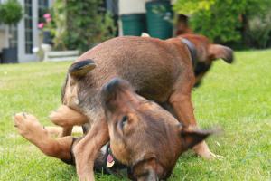 <img300*0:stuff/z/184889/AL-%2520Dogs/IMG_3176.JPG>