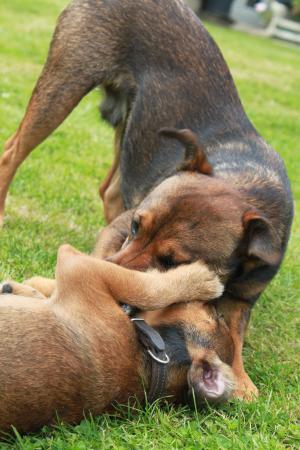 <img300*0:stuff/z/184889/AL-%2520Dogs/IMG_3178.JPG>