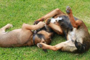 <img300*0:stuff/z/184889/AL-%2520Dogs/IMG_3179.JPG>