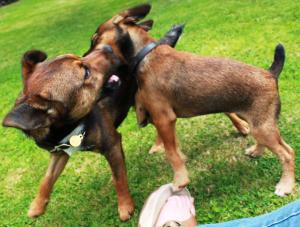 <img300*0:stuff/z/184889/AL-%2520Dogs/IMG_3180.JPG>