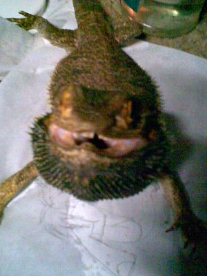 <imgr300*0:stuff/z/184939/LadyDathomir%2527s%2520Garden/Image010.jpg>