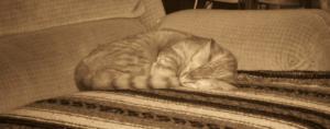 <img300*0:stuff/z/185526/AFewInformativePics/i1212611809_5.jpg>