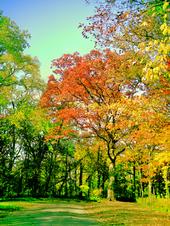 <img:stuff/z/185526/Different%2520shades%2520of%2520Fall/i1238966468_1.jpg>