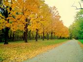 <img:stuff/z/185526/Different%2520shades%2520of%2520Fall/i1238966468_3.jpg>